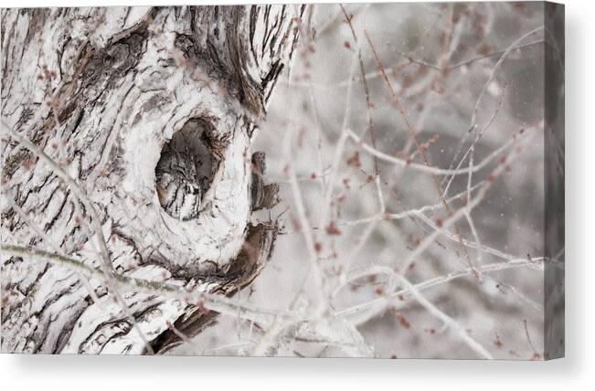 Grey Morph Eastern Screech Owl As An Oil Painting Canvas Print featuring the photograph Grey Morph Eastern Screech Owl as an Oil Painting by Tracy Winter