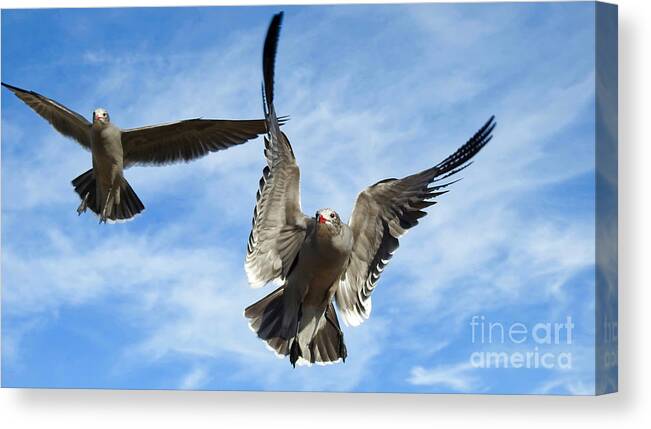 Seagulls Canvas Print featuring the photograph Grey Seagulls in Flight by Beth Myer Photography