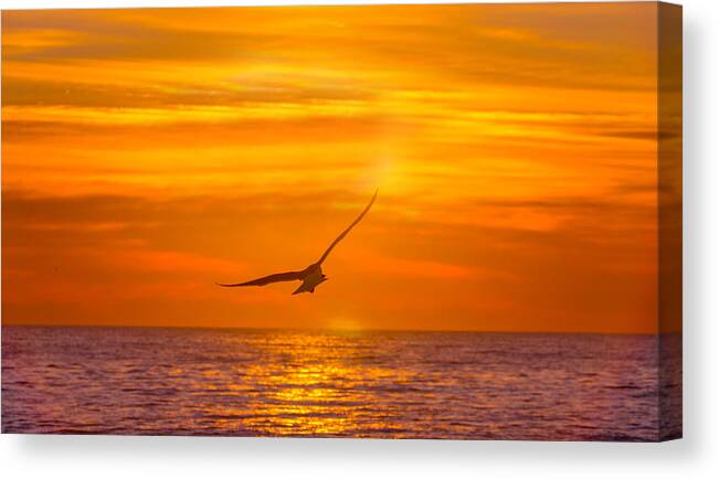 Atlantic Ocean Canvas Print featuring the photograph Gull at Sunrise by Allan Levin