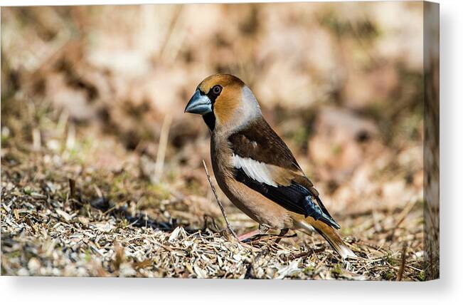 Hawfinch's Gaze Canvas Print featuring the photograph Hawfinch's gaze by Torbjorn Swenelius