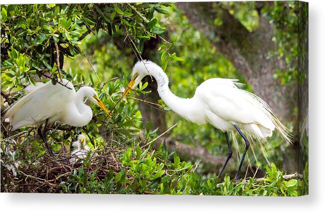 Egrets Canvas Print featuring the photograph Helping Hand by Dorothy Cunningham