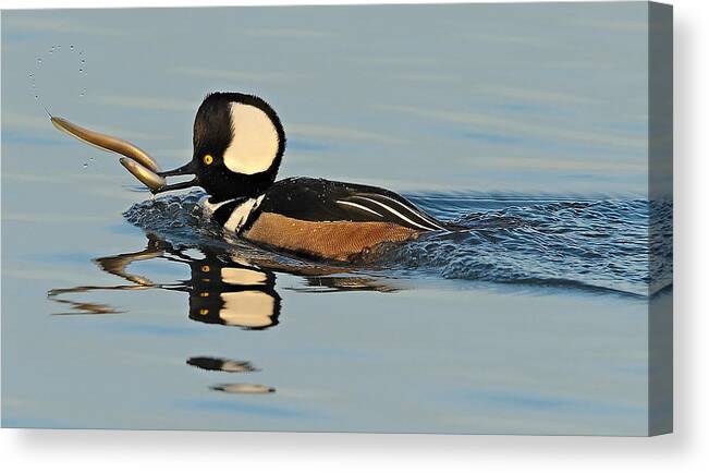 Merganser Canvas Print featuring the photograph Hooded Merganser and Eel by William Jobes