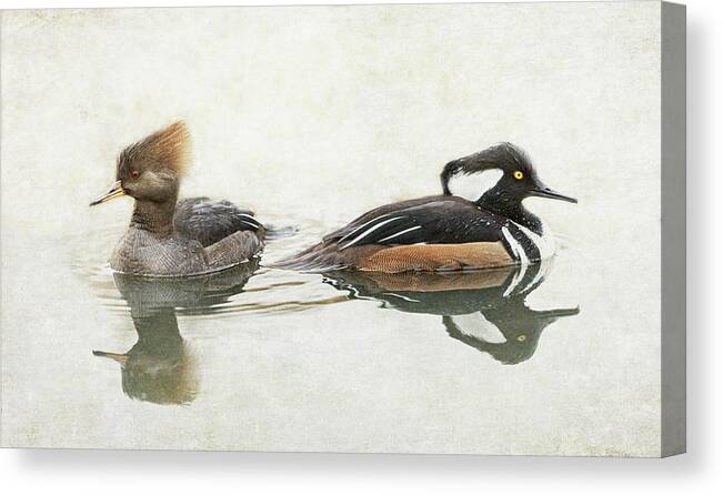 Hooded Mergansers Canvas Print featuring the photograph Hooded Mergansers by Angie Vogel