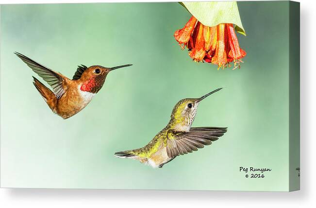 Hummingbirds Canvas Print featuring the photograph Hot Wings by Peg Runyan