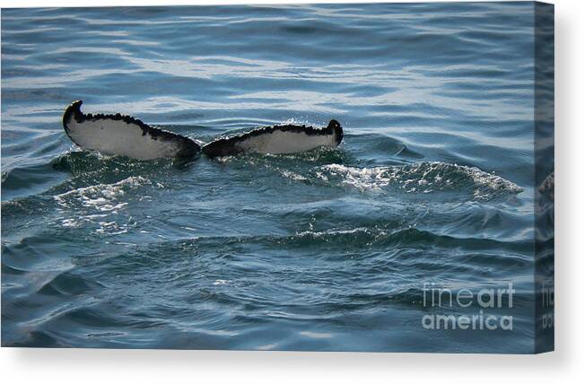 Whale Canvas Print featuring the photograph Humpback Tail Fins by Lorraine Cosgrove