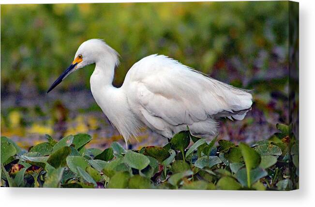 Nature Canvas Print featuring the photograph Hunting by DB Hayes