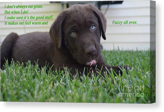 Chocolate Lab Art Canvas Print featuring the photograph I don't always eat grass. by Mayhem Mediums