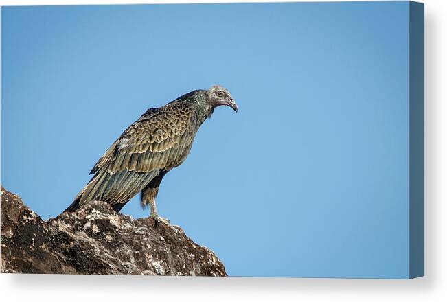 Turkey Canvas Print featuring the photograph Immature Turkey Vulture 1 by Rick Mosher