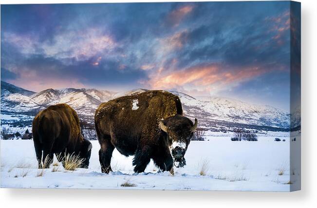Tl Mair Canvas Print featuring the photograph In the grips of Winter.- Bison by TL Mair