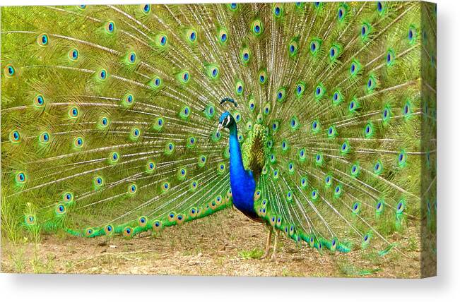 Photo Canvas Print featuring the photograph Indian Peacock by Dan Miller