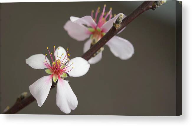 Blossom Canvas Print featuring the photograph Intimacy by Elena Perelman