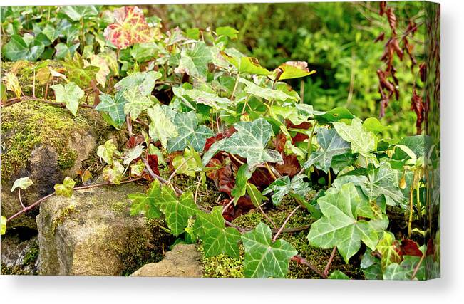 Ivy Canvas Print featuring the photograph Ivy on Stones by Elena Perelman