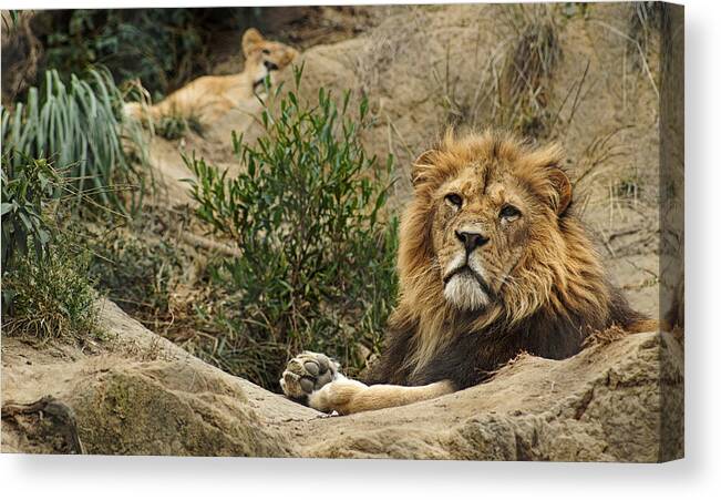 Lion Canvas Print featuring the photograph King of the Beasts by Cameron Wood