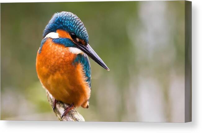 Kingfisher Canvas Print featuring the photograph Kingfisher by Jackie Russo