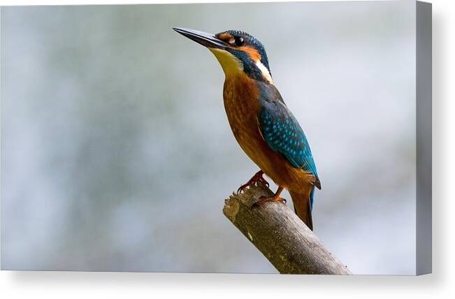 Kingfisher Canvas Print featuring the digital art Kingfisher by Maye Loeser
