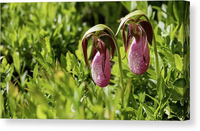 Lady Slipper Orchids Canvas Print featuring the photograph Lady Slipper Orchids by Holly Ross