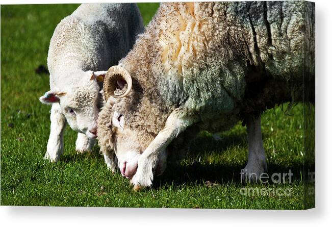 New Canvas Print featuring the photograph Lamb and mother sheep bonding by Simon Bratt
