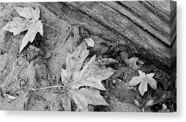 Leaves Canvas Print featuring the photograph Leaves and SAnd 3 by Cathy Anderson