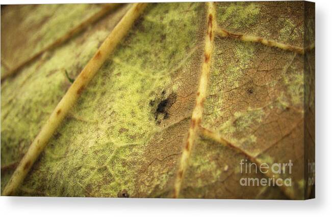Leaf Canvas Print featuring the photograph Leaving Summer 2 by Robert Knight