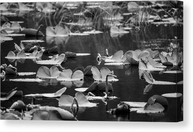 Landscapes Canvas Print featuring the photograph Lilly Pond by Steven Clark