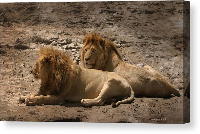 Lion Canvas Print featuring the photograph Lion brothers by Joseph G Holland