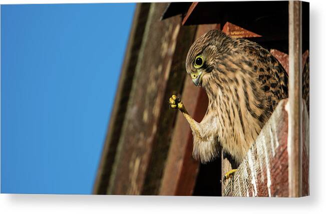 Look Canvas Print featuring the photograph Look by Torbjorn Swenelius