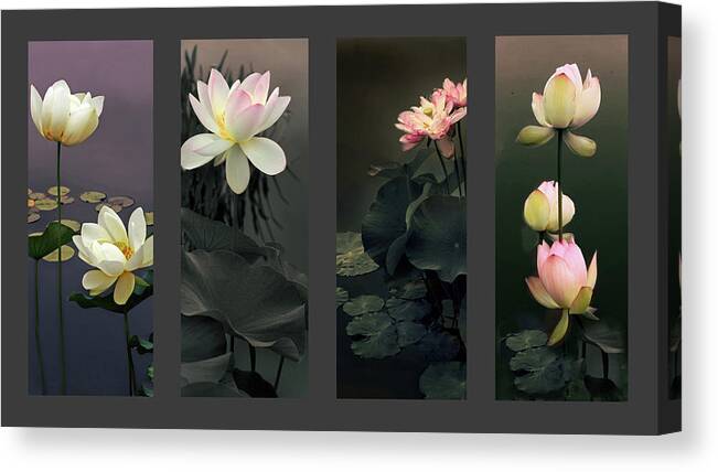Lotus Canvas Print featuring the photograph Lotus Collection by Jessica Jenney
