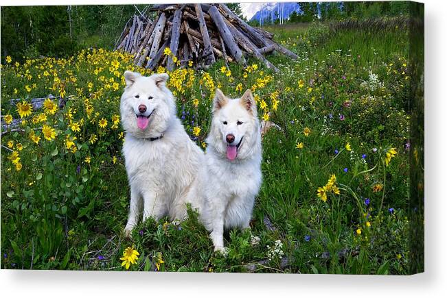 Samoyed Canvas Print featuring the photograph Love Is Friendship by Fiona Kennard