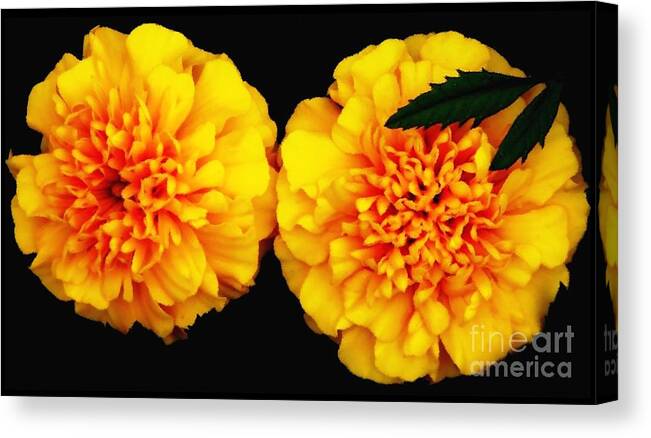 Marigolds Canvas Print featuring the photograph Marigolds with Oil Painting Effect by Rose Santuci-Sofranko