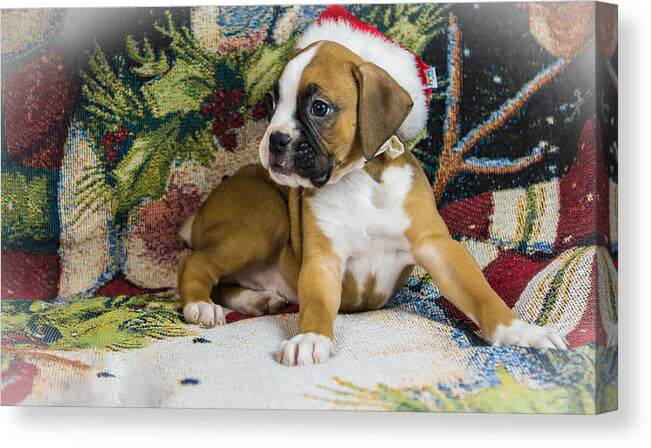 Puppy Canvas Print featuring the photograph Merry Christmas from Oscar the Boxer 1 by George Kenhan