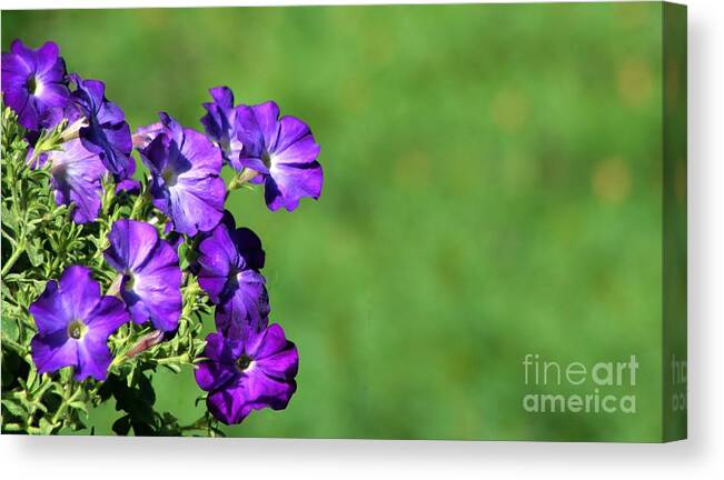 Flora Canvas Print featuring the photograph Minimal Petunias by Barbara S Nickerson