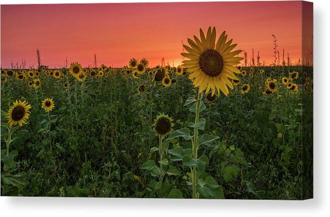 Sunset Canvas Print featuring the photograph Missouri Sunset by Holly Ross