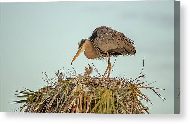 Blue Heron Canvas Print featuring the photograph Mom and Chick by Dorothy Cunningham