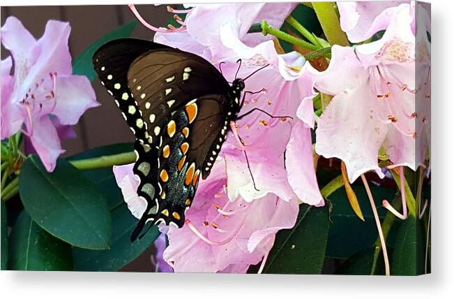 Butterfly Canvas Print featuring the photograph Tuesday Two by Dani McEvoy