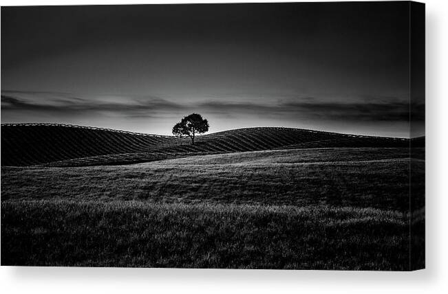 Paso Robles Canvas Print featuring the photograph Morning Dew by Joseph Smith