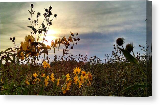 Sunrise Canvas Print featuring the photograph Morning Flowers by Brad Nellis