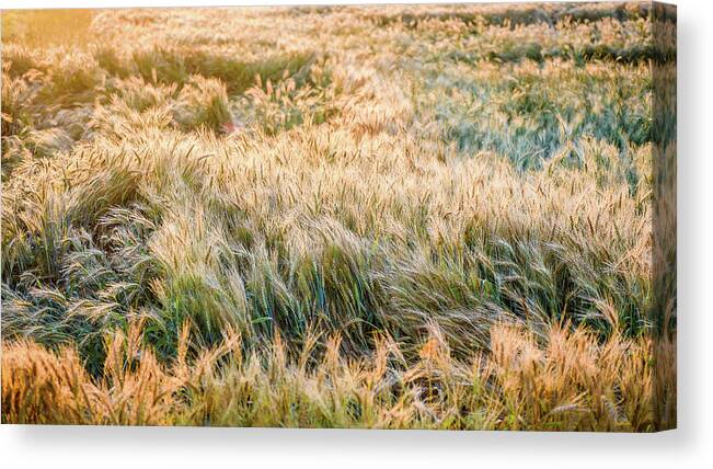 Landscape Canvas Print featuring the photograph Morning Wheat by Joe Shrader
