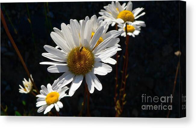 Flowers Canvas Print featuring the photograph Mountain Daisy by Larry Keahey