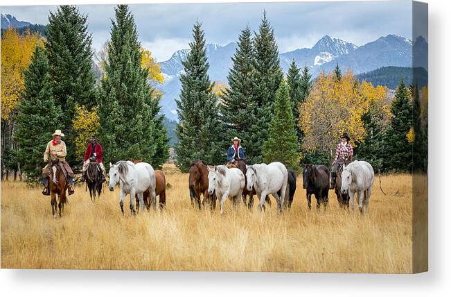Cowboys Canvas Print featuring the photograph Moving the Herd by Jack Bell