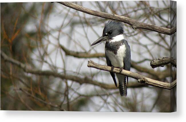 Belted Kingfisher Canvas Print featuring the photograph Mr. Kingfisher by Kimberly Mackowski
