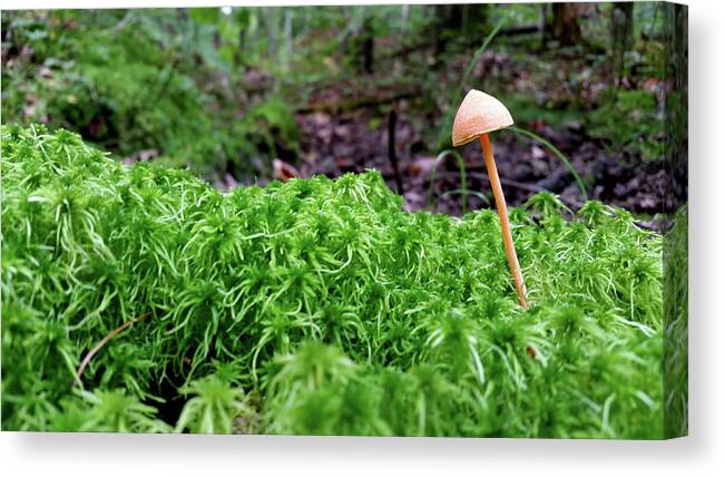 Moss Canvas Print featuring the photograph Mushroom and Moss by Brook Burling