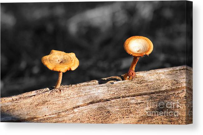Fine Art Canvas Print featuring the photograph Mushrooms on a Branch by Donna Greene