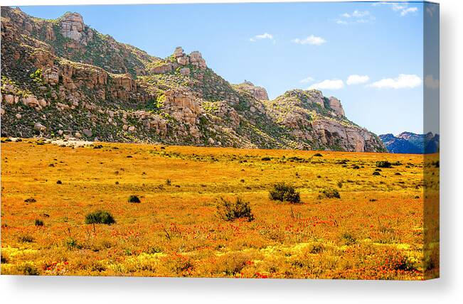 Namakwaland Canvas Print featuring the photograph Namaqualand daisies by Patrick Kain