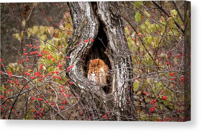 Owl Canvas Print featuring the photograph Nap Time by Holly Ross