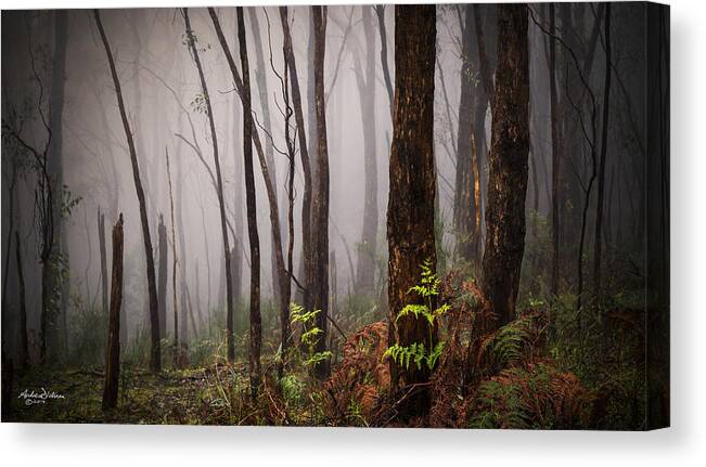 Fog Canvas Print featuring the photograph New Life by Andrew Dickman