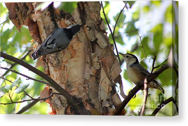 Nuthatch Canvas Print featuring the photograph Nuthatch Pair by Karen Adams