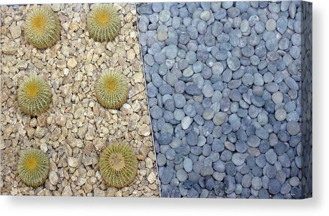 Cactus Canvas Print featuring the photograph Opposites Attract by Tim Mattox