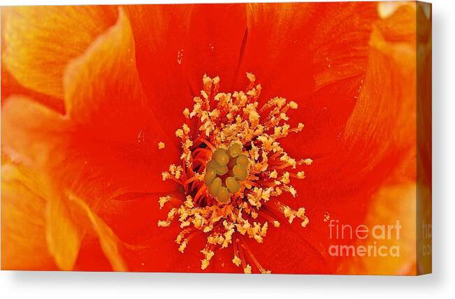 Prickly Pear Cactus Canvas Print featuring the photograph Orange Splash by Cheryl Cutler