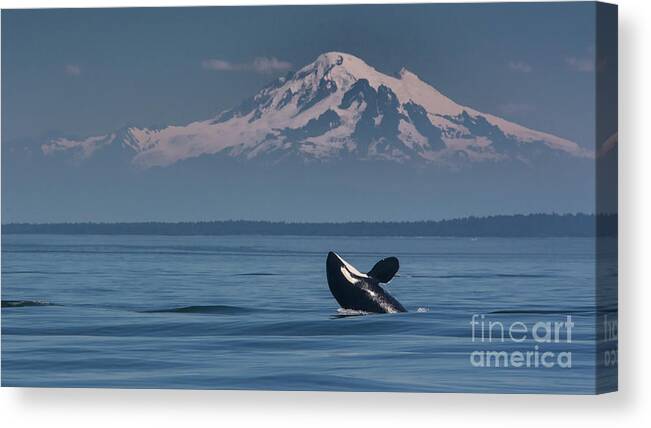 Orca Canvas Print featuring the photograph Orca - Mt. Baker by John Greco