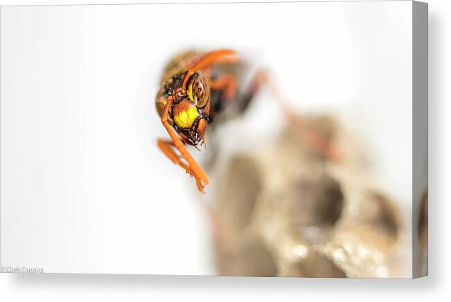 Macro Canvas Print featuring the photograph Out Of The White by Chris Cousins